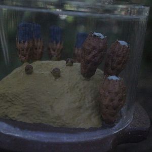 Model of Dactylanthus taylorii