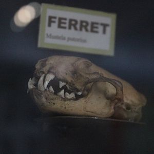 Skull of Ferret