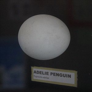 Egg of Adelie Penguin