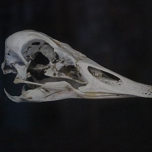 Skull of Canada Goose