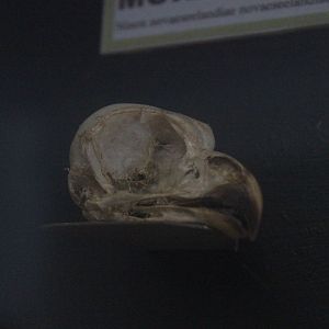 Skull of Morepork