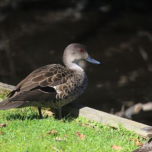Grey Teal (wild)