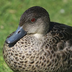 Grey Teal (wild)