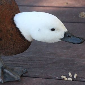 Paradise Shelduck female (wild)