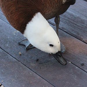 Paradise Shelduck female (wild)