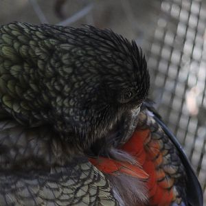 Kea