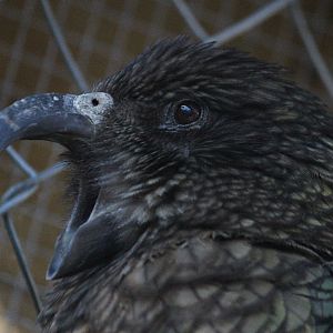 Kea
