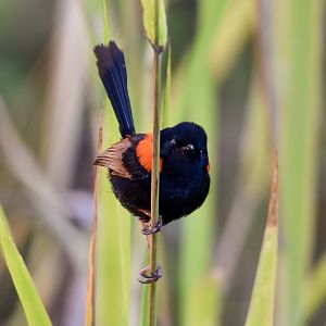 Red-backed Fairywren