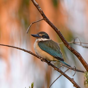 Sacred Kingfisher
