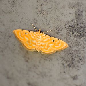 Notarcha aurolinealis