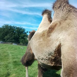 Camel walking away from my car