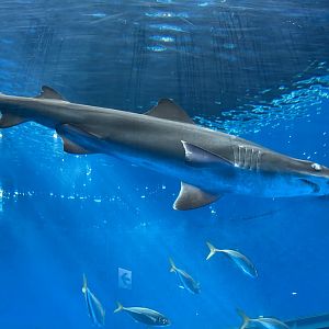 Smalltooth Sandtiger Shark (11/18/2022)