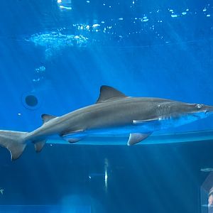 Smalltooth Sandtiger Shark (11/18/2022)