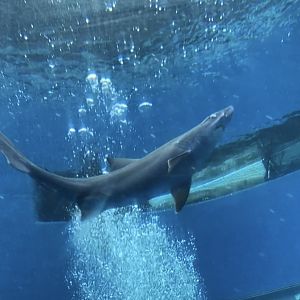 Smalltooth Sandtiger Shark (11/18/2022)