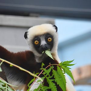 Coquerel's sifaka, Propithecus coquereli