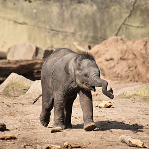 Asian elephant calf, Elephas maximus