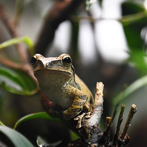 Spot legged tree frog, Polypedates megacephalus