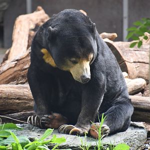 Sun bear, Helarctos malayanus