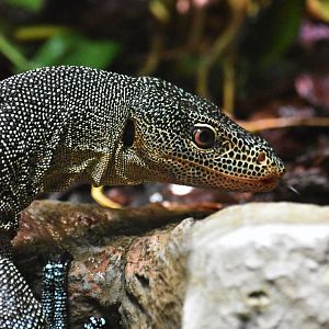 Turquoise monitor, Varanus caerulivirens