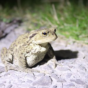 Common Toad