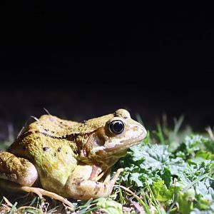 Common Frog