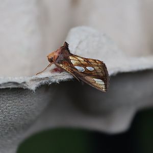 Gold Spot (Plusia festucae)