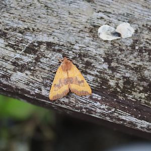 Centre-barred Sallow (Atethmia centrago)