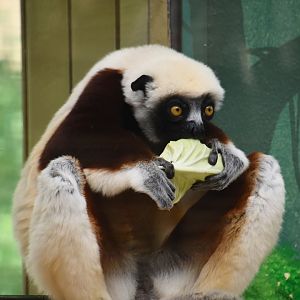 Coquerel's sifaka female, Propithecus coquereli