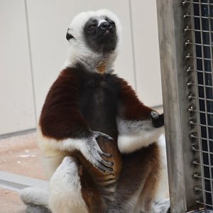 Coquerel's sifaka meditating, Propithecus coquereli
