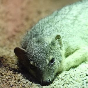 Northern narrow-striped boky, Mungotictis decemlineata