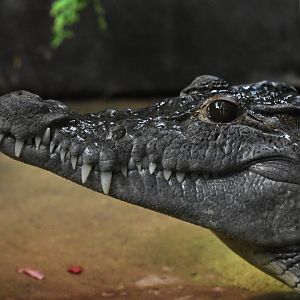 Philippine crocodile, Crocodylus mindorensis