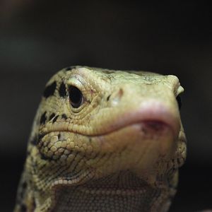 Quince monitor, Varanus melinus