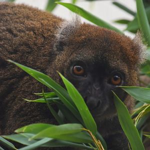 Greater bamboo lemur, Prolemur simus