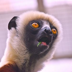 Coquerel's sifaka, Propithecus coquereli