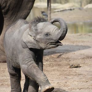 Asian elephant calf, Elephas maximus