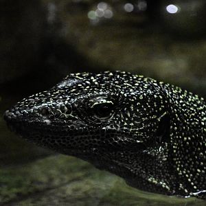 Rainer Guenther's monitor, Varanus rainerguentheri