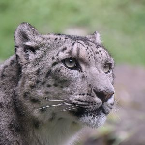 Snow leopard, Panthera uncia