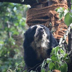 Andean bear, Tremarctos ornatus