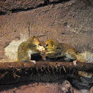 Goodman's mouse lemur, Microcebus lehilahytsara