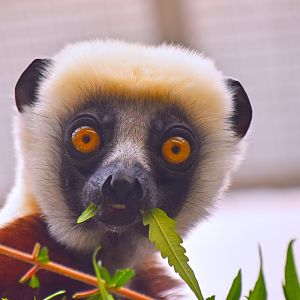 Coquerel's sifaka, Propithecus coquereli
