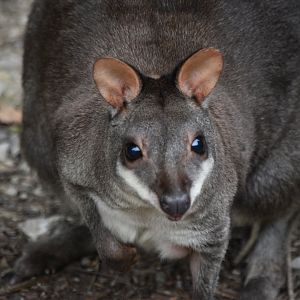 Dusky Pademelon