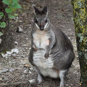 Dusky Pademelon