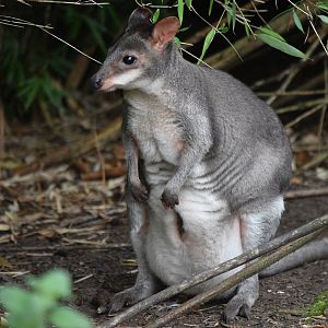 Dusky Pademelon