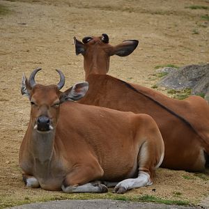 Javan Banteng