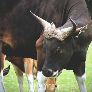 Male Banteng