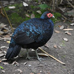 Salvadori's Pheasant