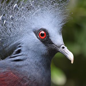 Victoria Crowned-Pigeon