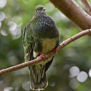 Superb Fruit-Dove