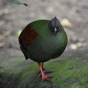Crested Partridge