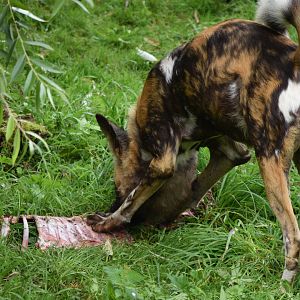 African Wild Dog